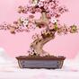 Koka 3D puzle - Sakura Bonsai Rolife TG415